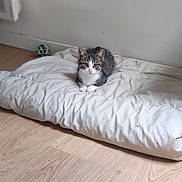 Haribot participe au concours pour gagner de l'argent avec cette photo : kitten, cat, pet, animal, indoor, cushion, white, floor, wooden_floor, tabby, fur, cute, small, young, curious, playful, resting, paws, ears, whiskers