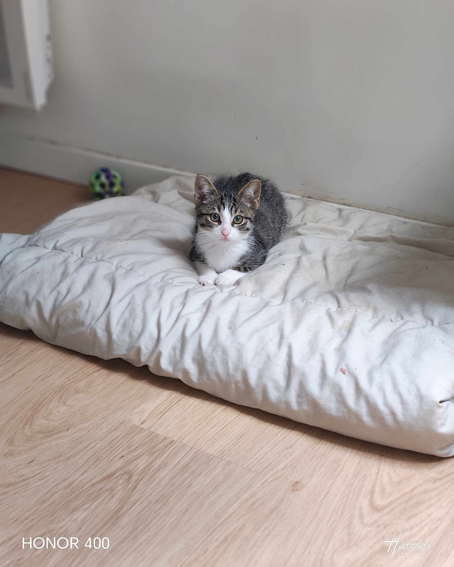Haribot participe au concours pour gagner de l'argent avec cette photo : kitten, cat, pet, animal, indoor, cushion, white, floor, wooden_floor, tabby, fur, cute, small, young, curious, playful, resting, paws, ears, whiskers