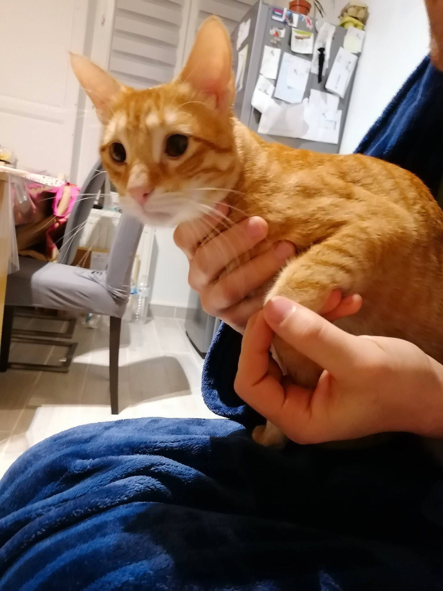 Stello a rejoint le concours — aidez-le/la à gagner de superbes lots ! carnivore, cat, chair, comfort, domestic_short_haired_cat, fawn, felidae, finger, fur, gesture, hand, human_leg, lap, nail, sitting, small_to_medium_sized_cats, thumb, whiskers, wood, wrist