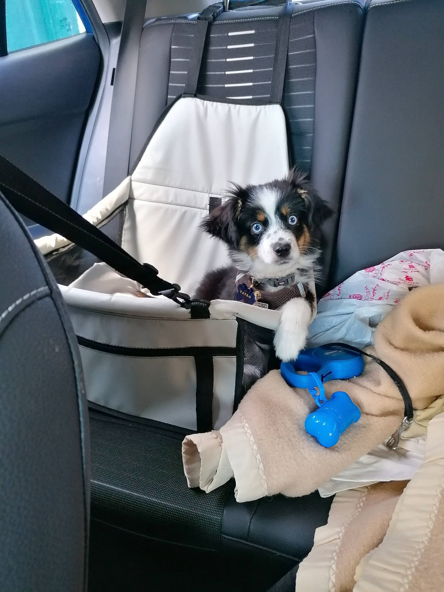 Tayko a rejoint le concours — aidez-le/la à gagner de superbes lots ! auto_part, automotive_design, car, car_seat, car_seat_cover, carnivore, comfort, companion_dog, dog, dog_breed, dog_supply, head_restraint, motor_vehicle, personal_luxury_car, seat_belt, sporting_group, toy_dog, vehicle, vehicle_door, white