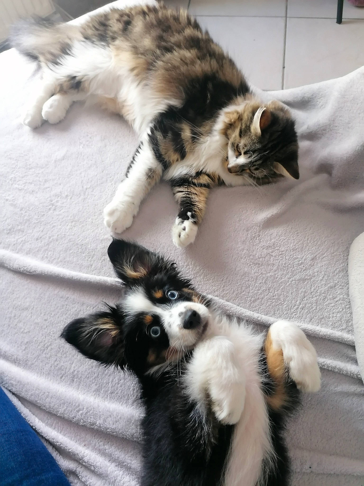 Tayko a rejoint le concours — aidez-le/la à gagner de superbes lots ! carnivore, cat, claw, comfort, companion_dog, domestic_short_haired_cat, felidae, fur, mammal, nap, paw, plant, small_to_medium_sized_cats, snout, tail, terrestrial_animal, vertebrate, whiskers