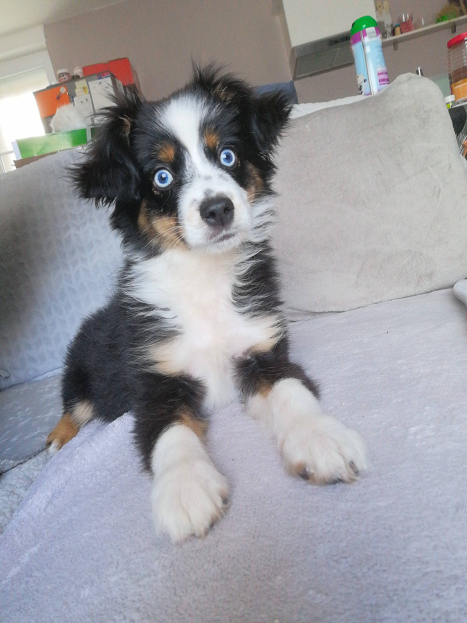 Tayko a rejoint le concours — aidez-le/la à gagner de superbes lots ! canidae, carnivore, companion_dog, dog, dog_breed, dog_supply, door, flooring, fur, herding_dog, non_sporting_group, shelf, snout, sporting_group, toy_dog, whiskers, working_animal, working_dog