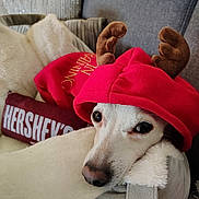 Frosty joined the competition — help win amazing prizes! dog, pet, reindeer_costume, red_hoodie, antlers, cozy, blanket, pillow, hersheys, couch, indoor, close_up, face, nose, eyes, bed, plush, holiday, sleepy, portrait