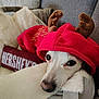 dog, pet, reindeer_costume, red_hoodie, antlers, cozy, blanket, pillow, hersheys, couch, indoor, close_up, face, nose, eyes, bed, plush, holiday, sleepy, portrait