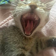 Goopy is registered to the contest to win money with this photo: animal, bedding, cat, close_up, cozy, ears, fluffy, furry, gray_fur, indoor, kitten, open_mouth, pet, portrait, sleepy, teeth, tongue, whiskers, white_fur, yawning
