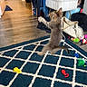 Goopy is registered to the contest to win money with this photo: action_photo, bag, cat, chair, clothes, colorful_toys, furniture, hallway, home, indoor, jumping, kitten, motion_blur, patterned_rug, pet, playing, pouncing, rug, toy, wood_floor