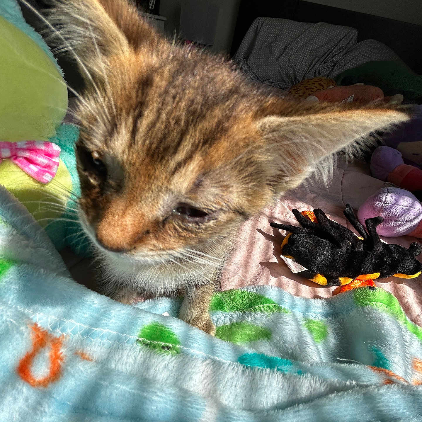Goopy joined the competition — help win amazing prizes! animal, bed, bedroom, blanket, brown_fur, cat, closeup, colorful, ears, eyes, feline, fluffy, indoor, kitten, long_hair, pet, stuffed_animal, tabby, toy, whiskers