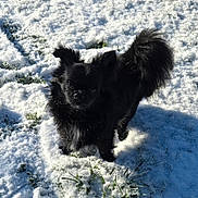 Ace participe au concours pour gagner de l'argent avec cette photo : dog, black_dog, snow, outdoor, grass, pet, animal, fur, small_dog, curious, winter, cold, sunlight, shadow, nature, mammal, cute, fluffy, ears, tail