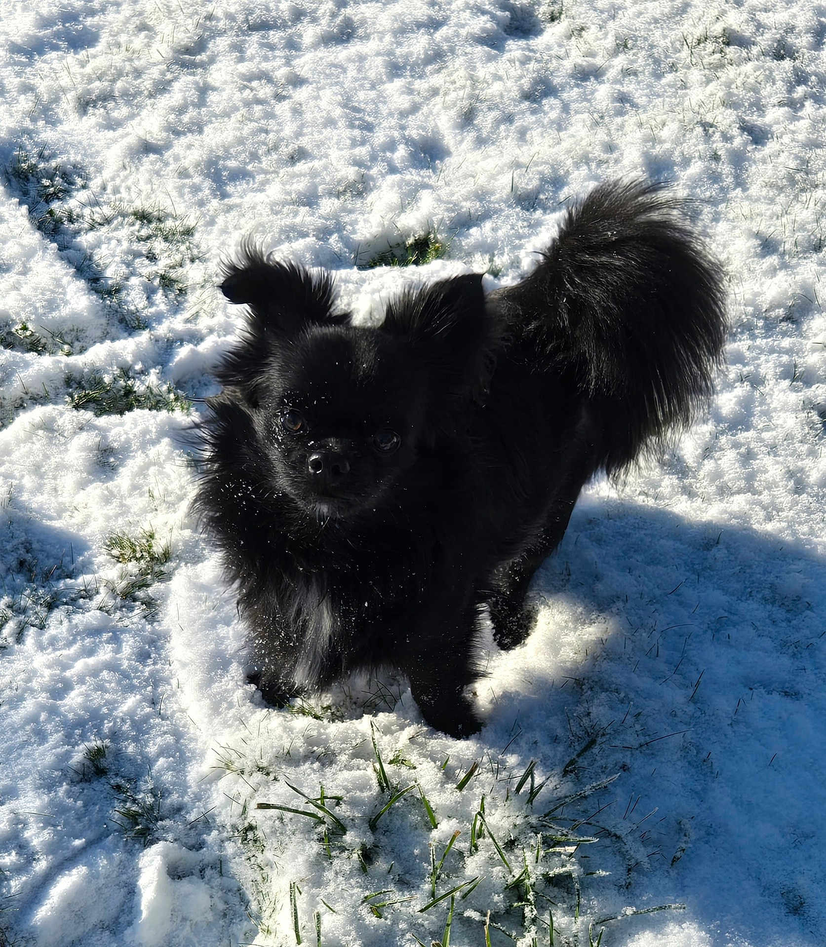 Ace participe au concours pour gagner de l'argent avec cette photo : dog, black_dog, snow, outdoor, grass, pet, animal, fur, small_dog, curious, winter, cold, sunlight, shadow, nature, mammal, cute, fluffy, ears, tail