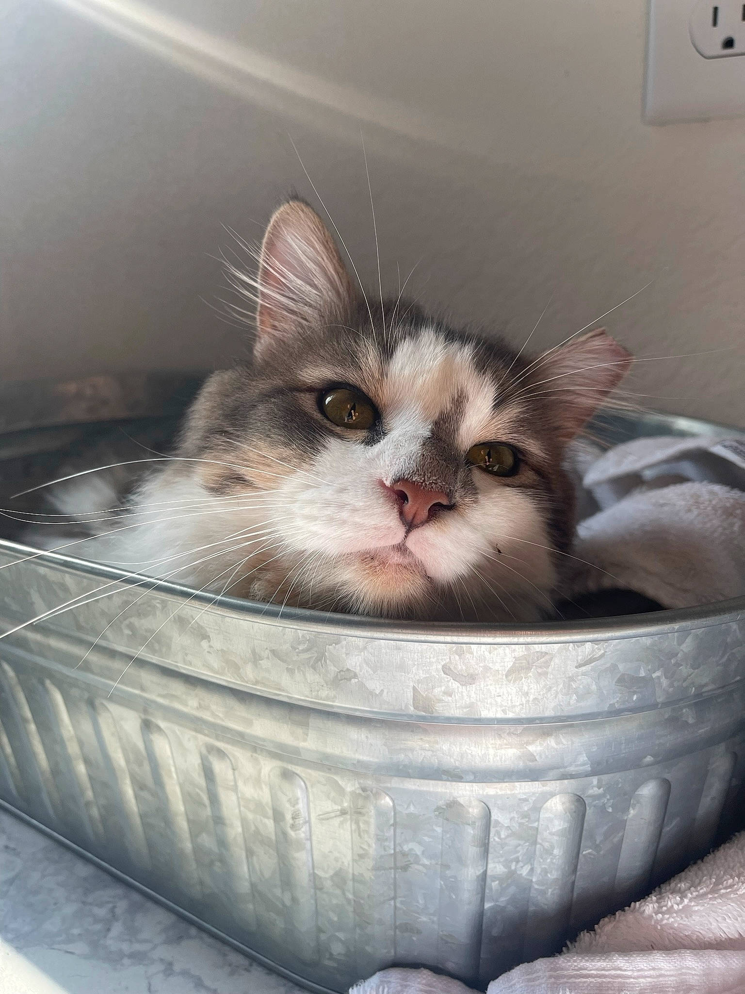 Harold is registered to the contest to win money with this photo: bowl, box, carnivore, cat, cat_supply, comfort, comfort_food, domestic_short_haired_cat, felidae, fur, pet_supply, photo_caption, small_to_medium_sized_cats, snout, waste_container, whiskers, window