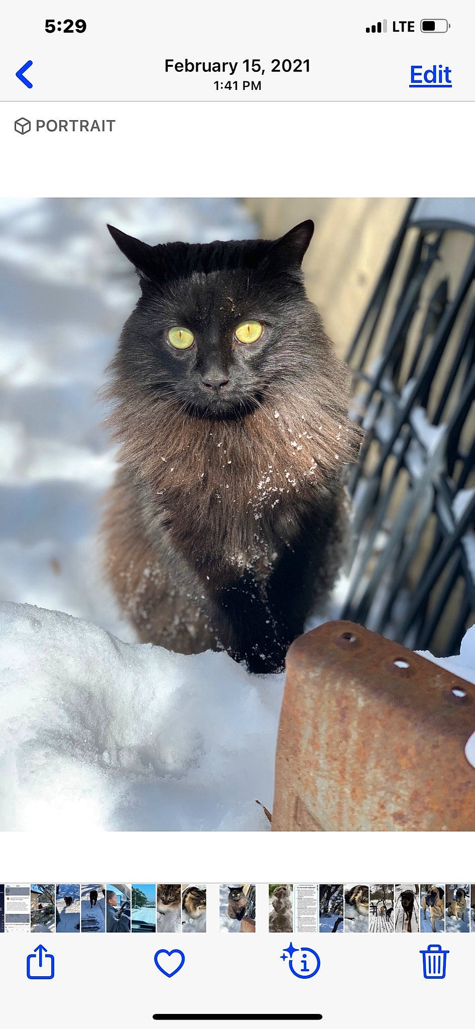 Taz joined the competition — help win amazing prizes! black_cat, bombay, carnivore, cat, claw, domestic_short_haired_cat, felidae, freezing, fur, paw, sitting, small_to_medium_sized_cats, snout, snow, tail, terrestrial_animal, whiskers, winter, wood