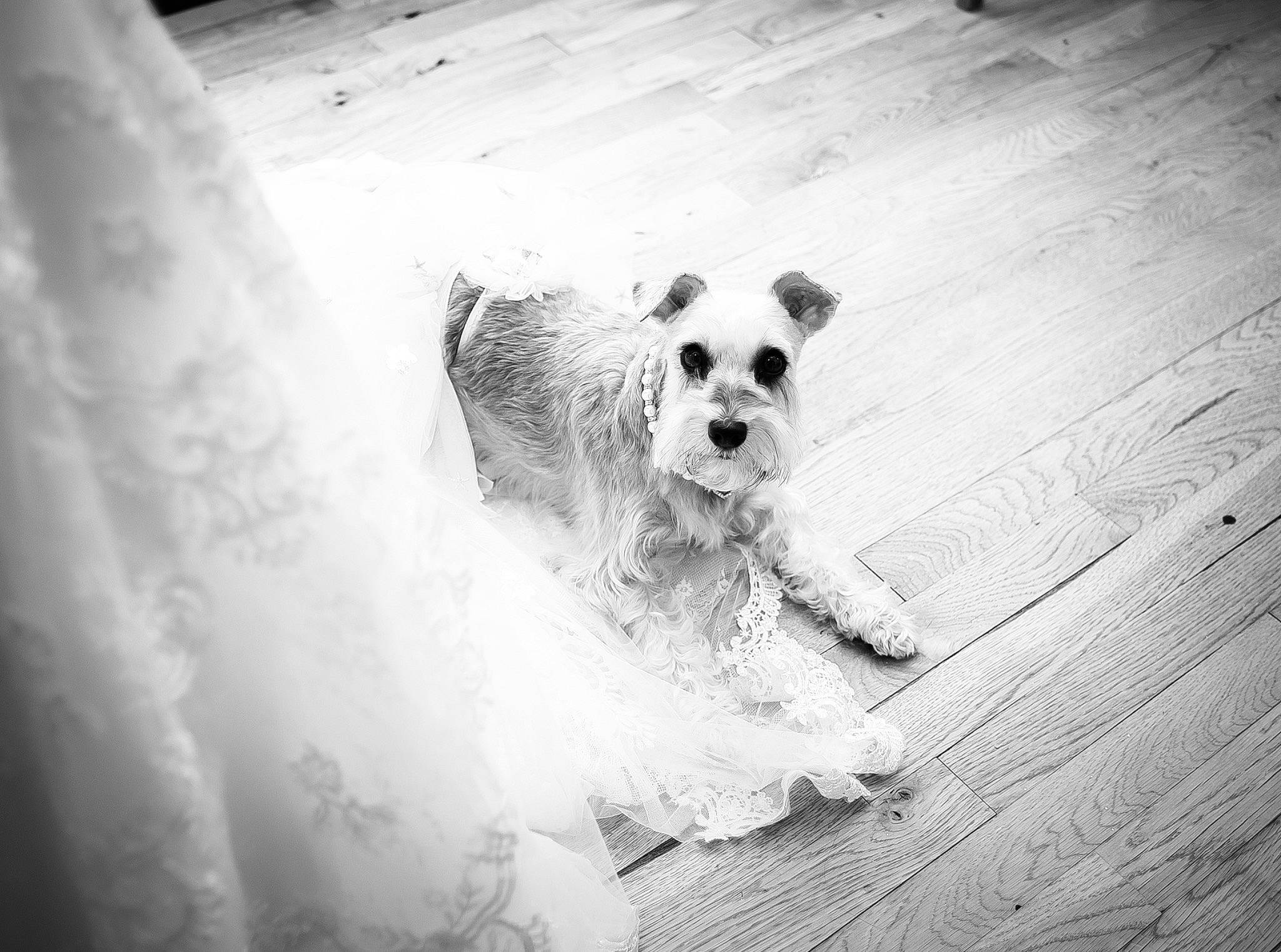 Gypsy is registered to the contest to win money with this photo: black, black_and_white, canidae, carnivore, companion_dog, dog, dog_breed, maltese, monochrome, monochrome_photography, photography, puppy, schnoodle, sealyham_terrier, sporting_group, stock_photography, style, terrier, west_highland_white_terrier, white