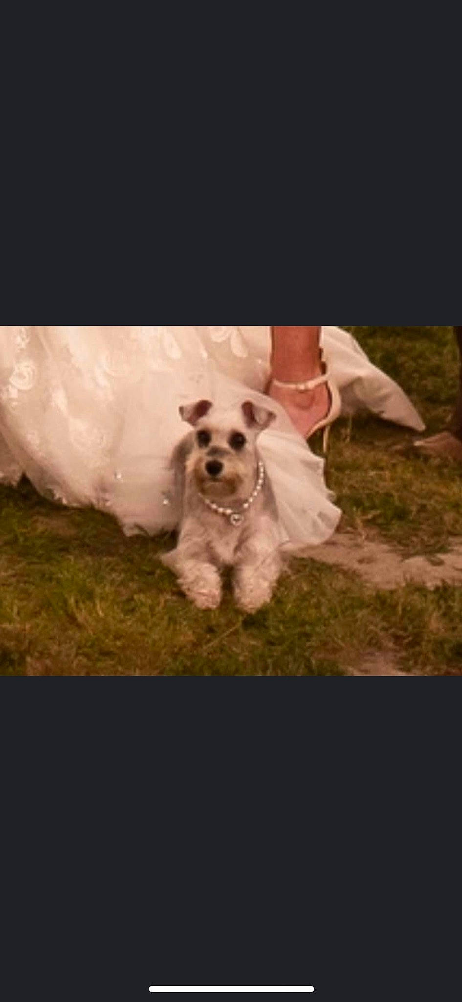 Gypsy is registered to the contest to win money with this photo: canidae, carnivore, companion_dog, dog, dog_breed, dress, grass, maltese, mammal, morkie, puppy, rare_breed_dog, schnoodle, sealyham_terrier, sporting_group, west_highland_white_terrier