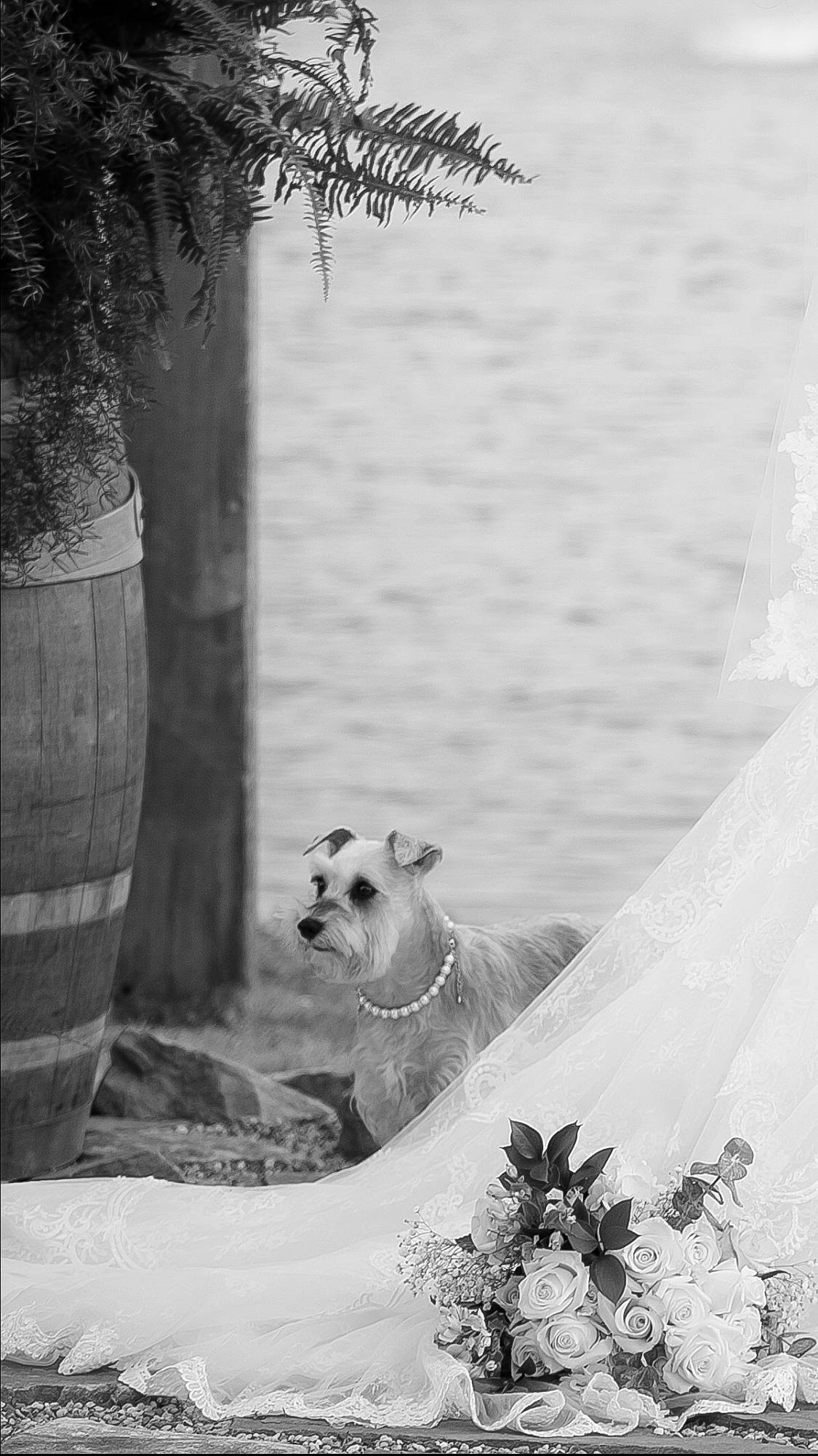 Gypsy is registered to the contest to win money with this photo: black, black_and_white, canidae, carnivore, dog, monochrome, monochrome_photography, non_sporting_group, photograph, photography, snout, stock_photography, style, tree, white