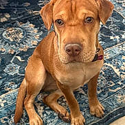 Sadie joined the competition — help win amazing prizes! dog, puppy, brown_dog, pet, indoor, carpet, blue_rug, floor, sitting, looking_up, collar, canine, cute, domestic_animal, fur, ears, tail, paws, animal, young_dog