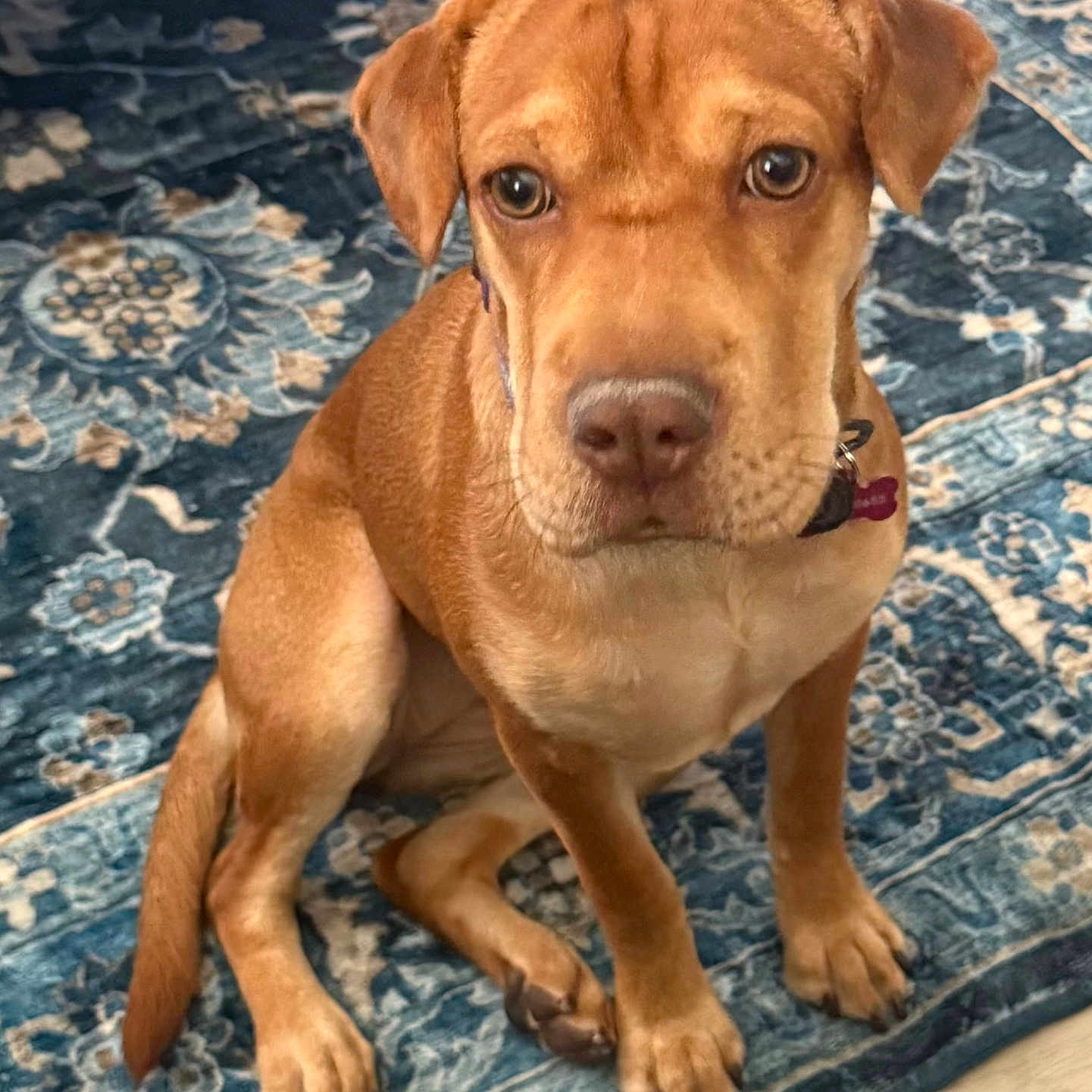 Sadie joined the competition — help win amazing prizes! animal, blue_rug, brown_dog, canine, carpet, collar, cute, dog, domestic_animal, ears, floor, fur, indoor, looking_up, paws, pet, puppy, sitting, tail, young_dog