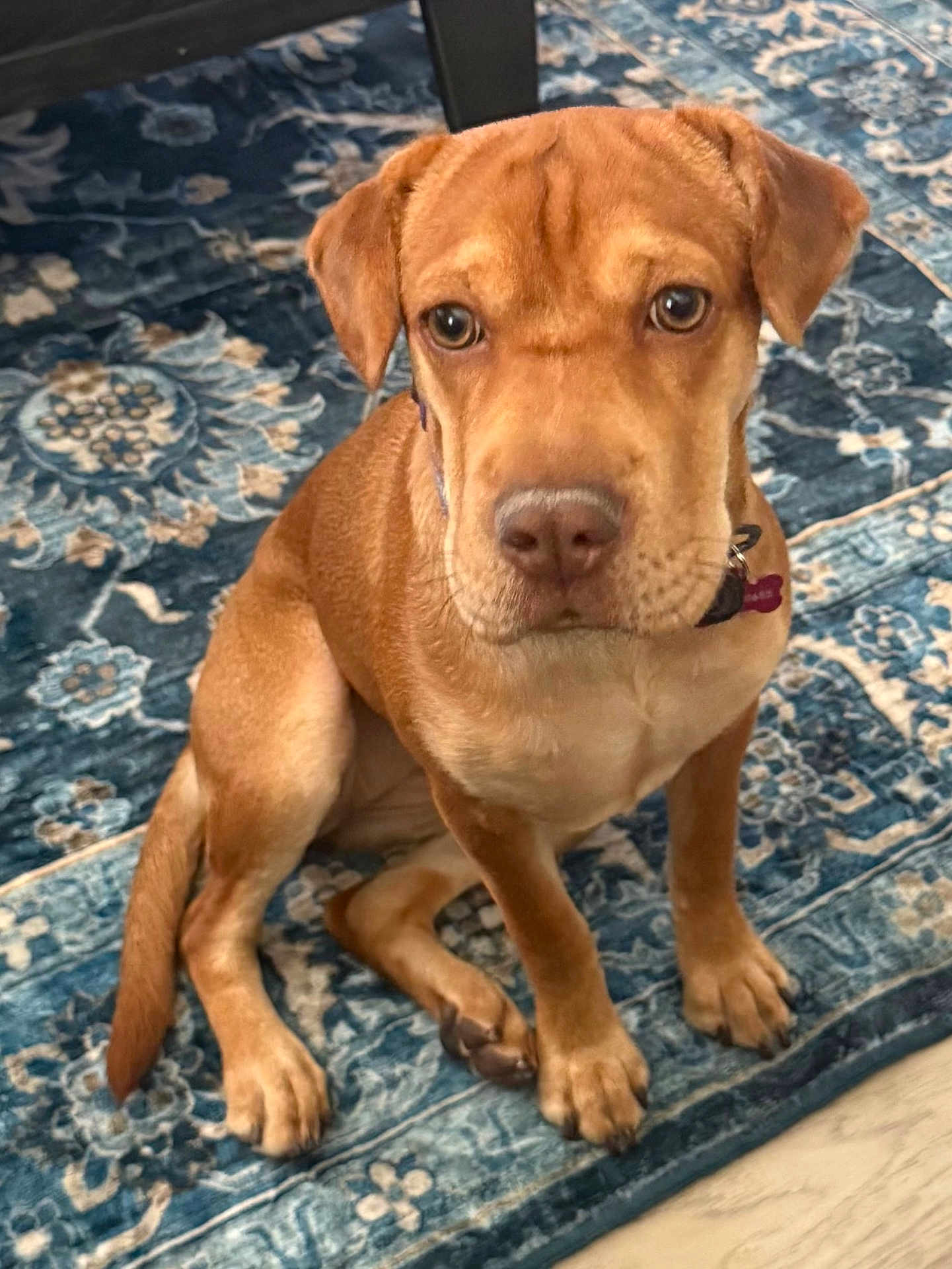 Sadie joined the competition — help win amazing prizes! dog, puppy, brown_dog, pet, indoor, carpet, blue_rug, floor, sitting, looking_up, collar, canine, cute, domestic_animal, fur, ears, tail, paws, animal, young_dog