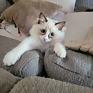 Baya a rejoint le concours — aidez-le/la à gagner de superbes lots ! animal, blue_eyes, cat, comfort, couch, cozy, curious, cute, domestic, fluffy, furniture, home, indoor, living_room, pet, pillow, relaxed, soft_texture, stretching, white_cat