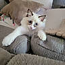 animal, blue_eyes, cat, comfort, couch, cozy, curious, cute, domestic, fluffy, furniture, home, indoor, living_room, pet, pillow, relaxed, soft_texture, stretching, white_cat