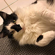 Flanagan joined the competition — help win amazing prizes! cat, black_and_white, fluffy, fur, yellow_eyes, whiskers, paw, mat, floor, tile, pet, animal, indoor, relaxed, close_up, cute, lying_down, domestic_cat, mammal, curious