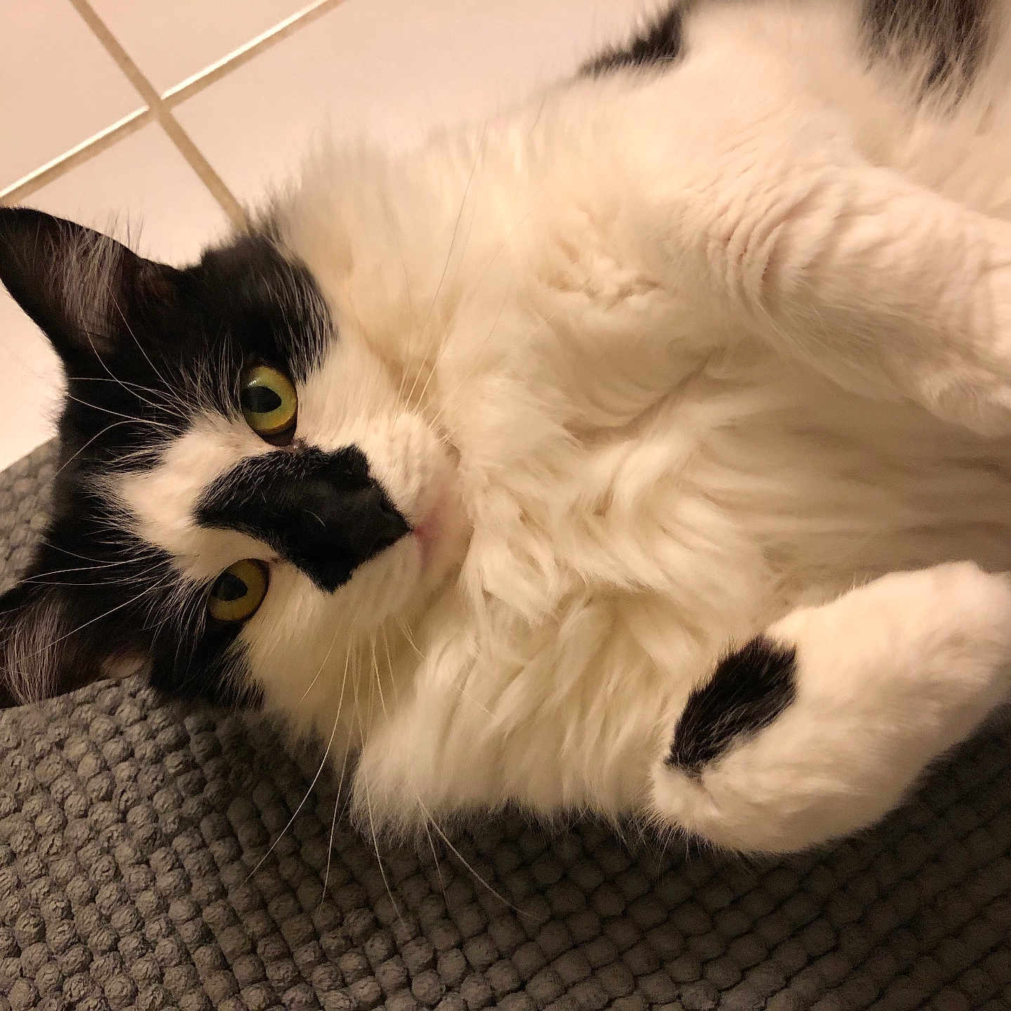 Flanagan joined the competition — help win amazing prizes! animal, black_and_white, cat, close_up, curious, cute, domestic_cat, floor, fluffy, fur, indoor, lying_down, mammal, mat, paw, pet, relaxed, tile, whiskers, yellow_eyes