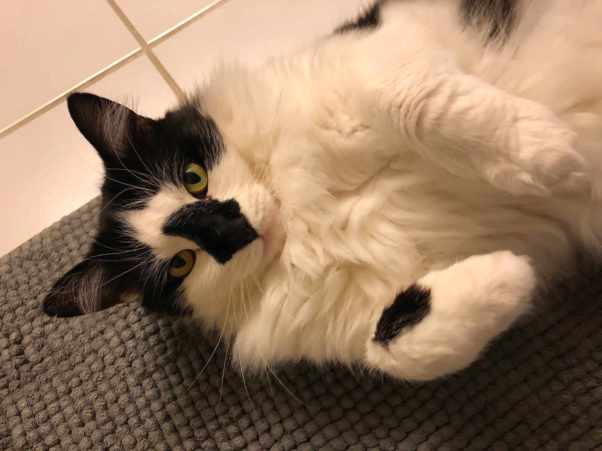 Flanagan joined the competition — help win amazing prizes! cat, black_and_white, fluffy, fur, yellow_eyes, whiskers, paw, mat, floor, tile, pet, animal, indoor, relaxed, close_up, cute, lying_down, domestic_cat, mammal, curious