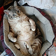 Harlow is registered to the contest to win money with this photo: cat, tabby, pet_bed, cozy, feline, relaxed, indoor, fur, whiskers, paws, sleepy, cute, animal, domestic, plush, comfort, resting, curious, soft, home