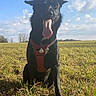 animal, black_dog, canine, clouds, daytime, dog, energetic, field, grass, happy, harness, mammal, nature, outdoor, pet, playful, sitting, sky, sunny, tongue_out