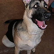 Marley joined the competition — help win amazing prizes! animal, canine, carpet, companion, dog, domestic_animal, ears, friend, fur, german_shepherd, happy, indoor, mouth_open, nose, pet, sitting, smiling, tail, teeth, tongue