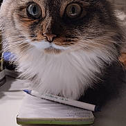 Bouboule a rejoint le concours — aidez-le/la à gagner de superbes lots ! cat, tabby, fluffy, pet, notebook, pen, desk, indoor, closeup, curious, whiskers, ears, feline, animal, mammal, portrait, cute, brown, white, soft