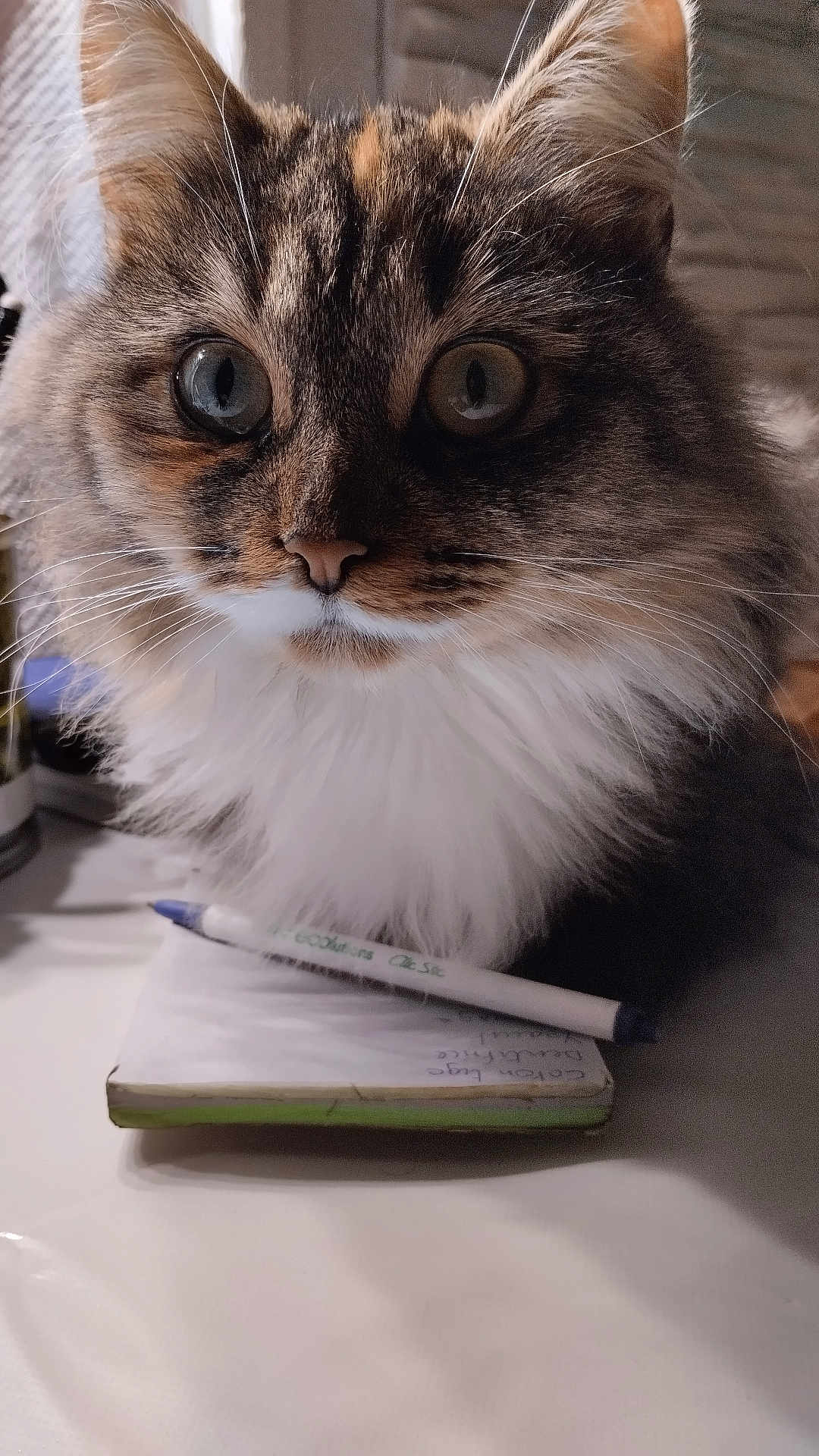 Bouboule