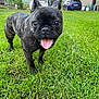 Uxie a rejoint le concours — aidez-le/la à gagner de superbes lots ! animal, architecture, building, bulldog, canine, car, dog, frenchbulldog, grass, lawn, nature, outdoors, pet, plant, puppy, shelter, transportation, vegetation, vehicle, yard