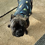 Uxie a rejoint le concours — aidez-le/la à gagner de superbes lots ! accessories, animal, boxer, bulldog, canine, clothing, dog, frenchbulldog, glove, leash, pet, pitbull, pug, puppy, strap