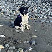 Ruby is registered to the contest to win money with this photo: dog, black_and_white, sitting, beach, rocks, stones, sand, outdoor, nature, pet, canine, fur, quiet, calm, daytime, animal, landscape, wildlife, leisure, alone