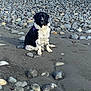 dog, black_and_white, sitting, beach, rocks, stones, sand, outdoor, nature, pet, canine, fur, quiet, calm, daytime, animal, landscape, wildlife, leisure, alone