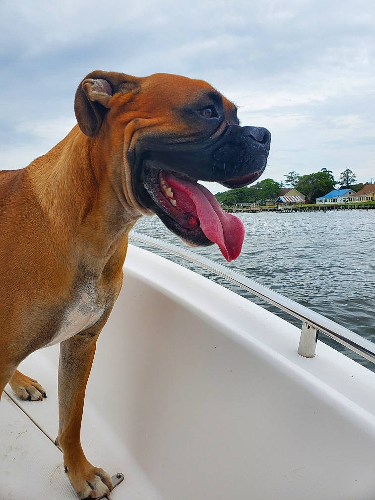 Doc joined the competition — help win amazing prizes! boat, carnivore, cloud, collar, companion_dog, dog, dog_breed, dog_collar, dog_supply, fawn, lake, liver, pet_supply, sky, smile, snout, sporting_group, tree, water, working_animal