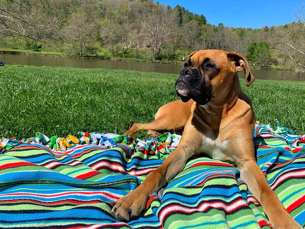 Doc joined the competition — help win amazing prizes! boxer, carnivore, companion_dog, dog, dog_breed, electric_blue, fawn, fun, grass, grassland, landscape, leisure, people_in_nature, plant, recreation, sky, sporting_group, summer, tree, working_animal