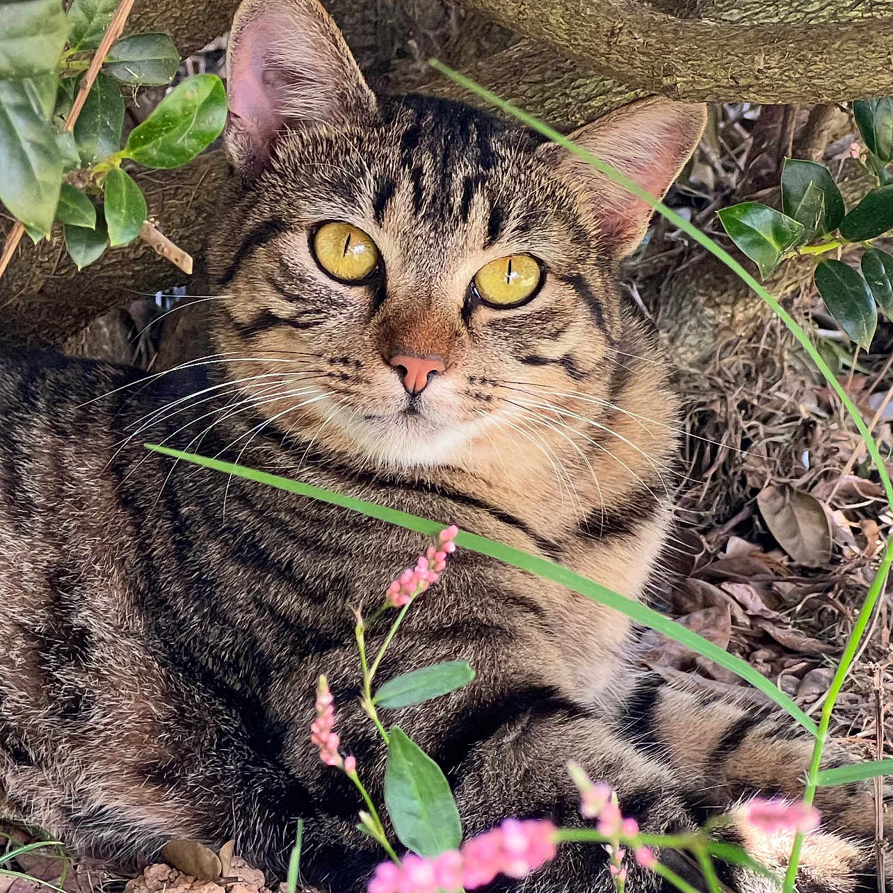 Lady