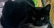 Oreo joined the competition — help win amazing prizes! cat, black_cat, white_paws, outdoor, chair, camo_pattern, wood_post, green_fence, pet, animal, feline, relaxed, alert, whiskers, ears, sitting, paw, face, fur, nature