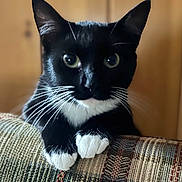 Oreo is registered to the contest to win money with this photo: cat, tuxedo_cat, black_and_white, pet, animal, whiskers, green_eyes, paws, couch, furniture, indoor, close_up, portrait, cute, relaxed, fur, domestic_cat, mammal, household, resting
