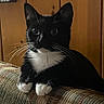 Oreo is registered to the contest to win money with this photo: cat, tuxedo_cat, black_and_white, whiskers, paws, couch, furniture, indoor, wood_paneling, pet, animal, cute, curious, relaxed, feline, household, domestic, cozy, portrait, sitting