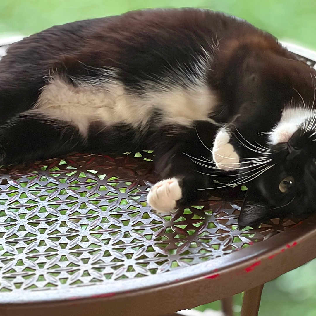 Oreo