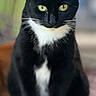 Oreo joined the competition — help win amazing prizes! cat, tuxedo_cat, black_and_white, sitting, portrait, animal, pet, feline, whiskers, green_eyes, close_up, outdoor, blurred_background, curious, alert, fur, cute, domestic_cat, mammal, paw