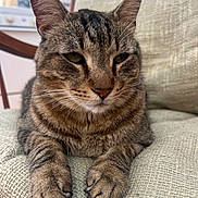 Tommy Tom joined the competition — help win amazing prizes! cat, tabby, animal, pet, feline, paws, close_up, indoor, cushion, chair, relaxed, resting, whiskers, ears, fur, green_eyes, domestic_cat, household, texture, cozy