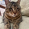 cat, tabby, animal, pet, feline, paws, close_up, indoor, cushion, chair, relaxed, resting, whiskers, ears, fur, green_eyes, domestic_cat, household, texture, cozy