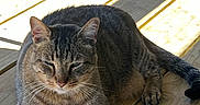 Tommy Tom is registered to the contest to win money with this photo: cat, tabby, animal, pet, outdoor, sunlight, wooden_deck, relaxing, feline, paw, whiskers, ears, tail, nature, shade, sunny, resting, daylight, domestic_cat, closeup