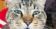 Tommy Tom is registered to the contest to win money with this photo: animal, brown, cat, close_up, cozy, cute, domestic, ears, expression, face, feline, fur, green_eyes, indoor, looking, pet, portrait, striped, tabby, whiskers