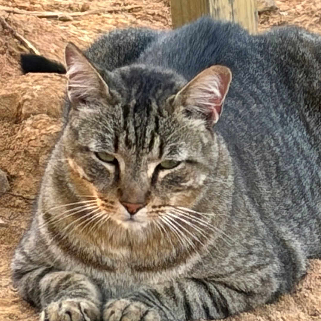 Tommy Tom is registered to the contest to win money with this photo: cat, tabby, animal, outdoor, earth, wood, post, fur, whiskers, paws, nature, grass, resting, pet, mammal, closeup, ground, relaxed, brown, gray