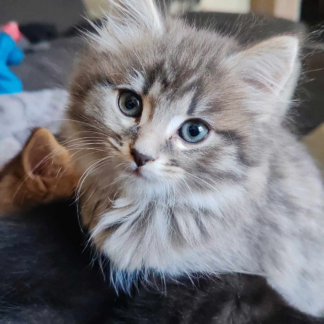 Hermès a rejoint le concours — aidez-le/la à gagner de superbes lots ! abyssinian, angora, animal, architecture, building, cat, couch, face, furniture, head, indoors, kitten, livingroom, manx, person, pet, photography, portrait, room, siamese