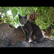 Luke joined the competition — help win amazing prizes! animal, cat, closeup, curious, daylight, fauna, feline, gray_cat, green_eyes, leaves, natural_light, nature, outdoor, perched, pet, portrait, tree, tree_branch, wildlife, wood